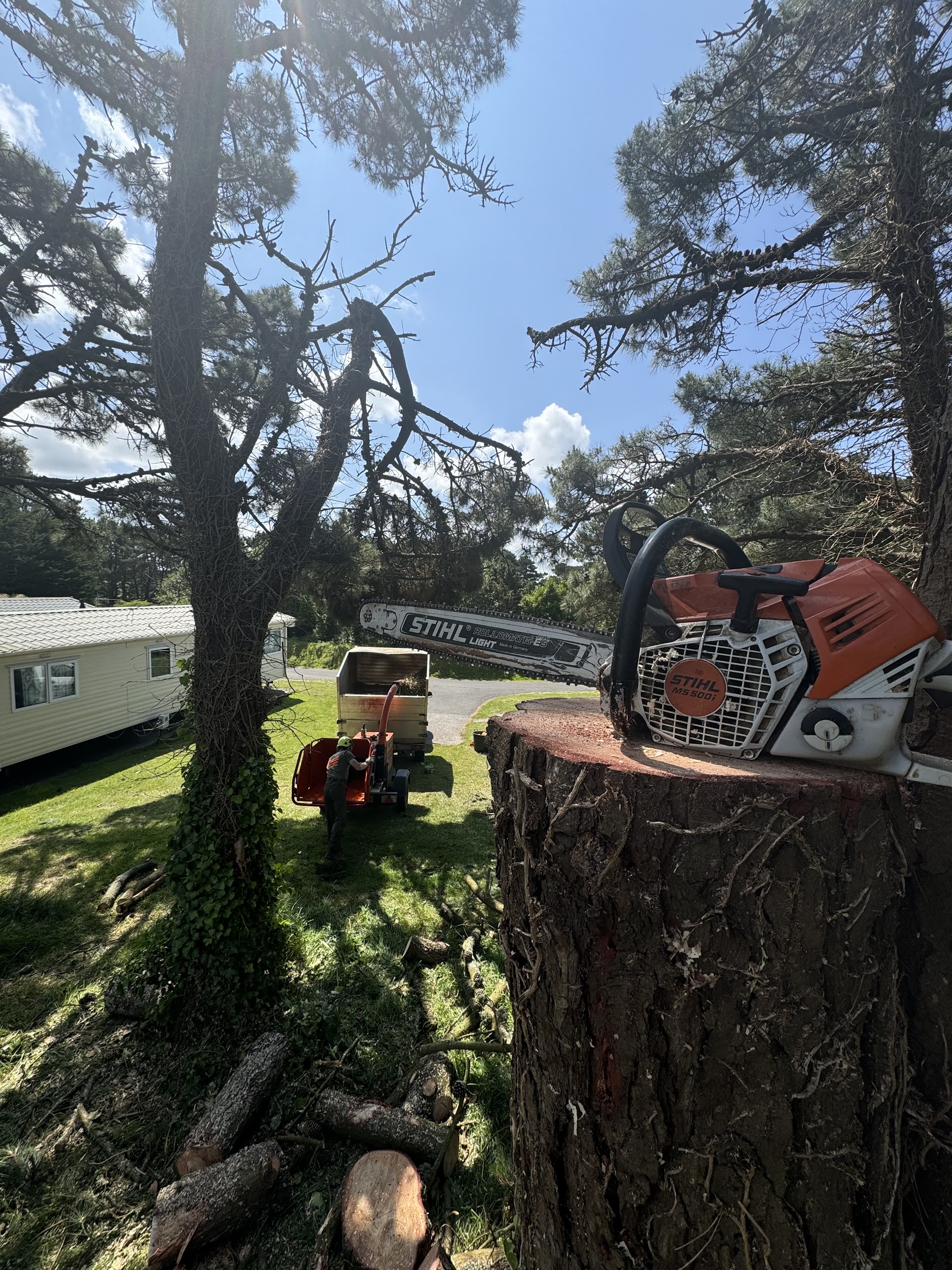 A Stihl chainsaw resting on a freshly cut pine stump, with the chipper and one of the team behind