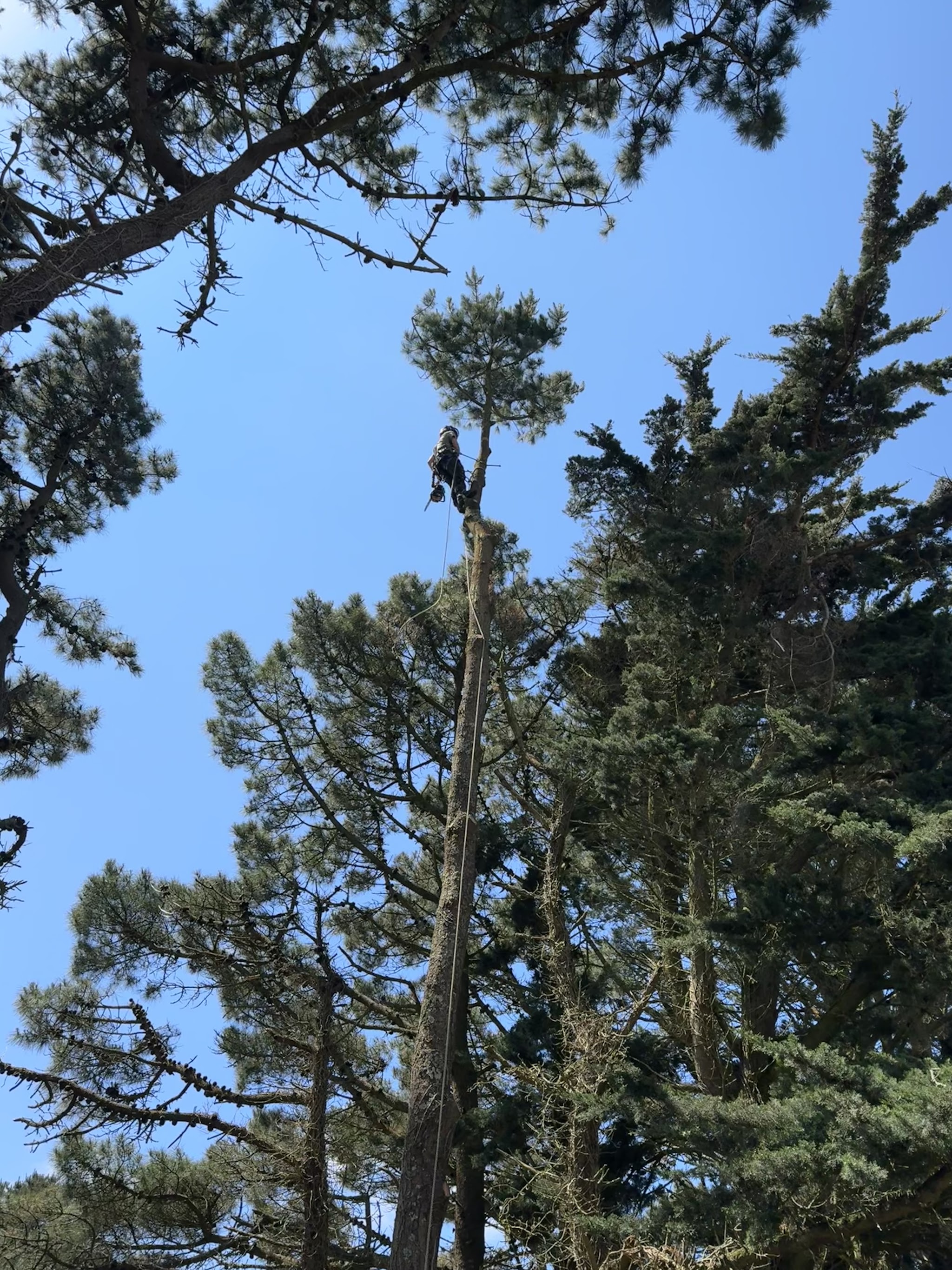 Looking up into tall pines being worked on against a blue sky