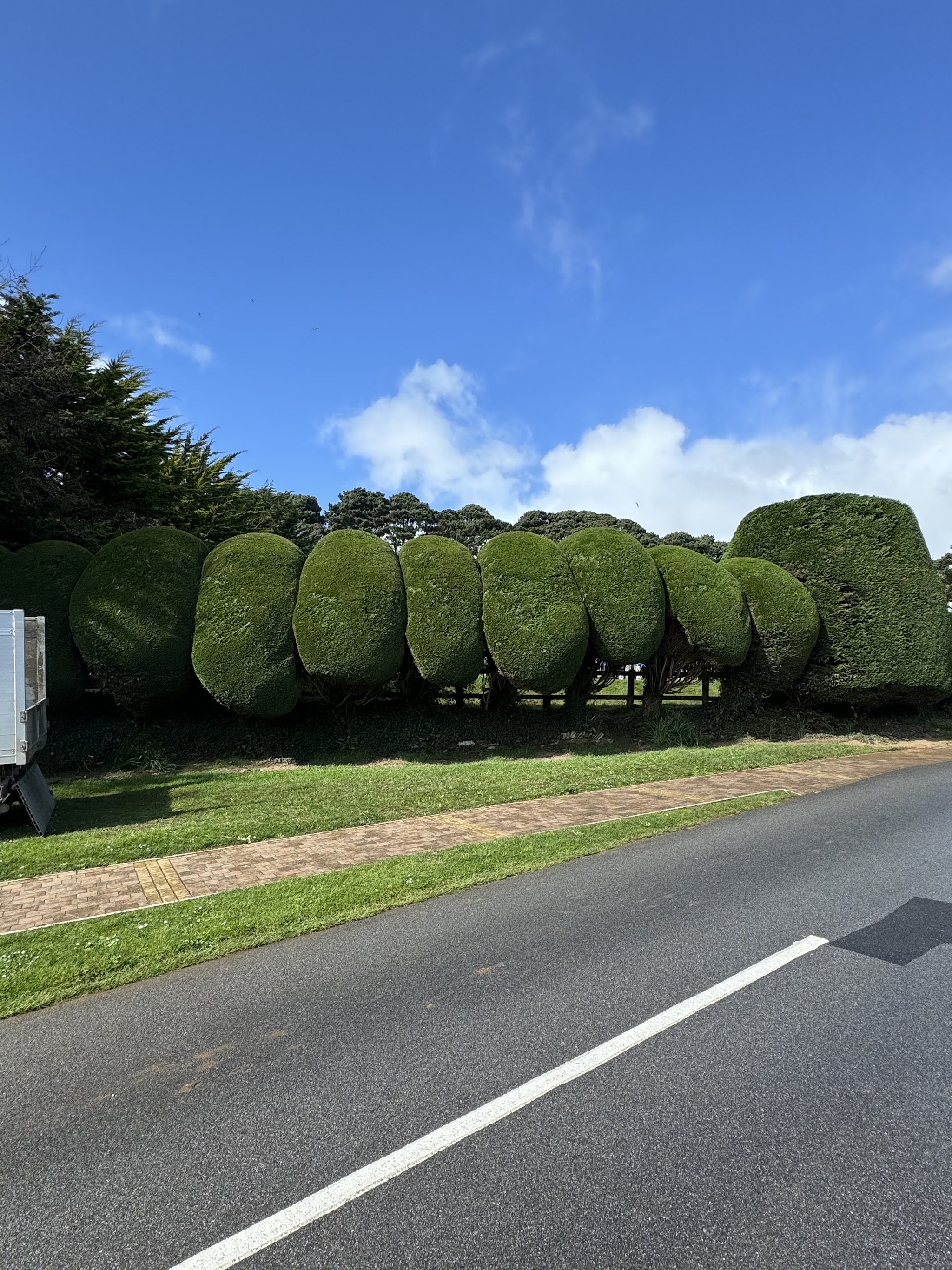A row of neatly shaped conifers along a roadside verge
