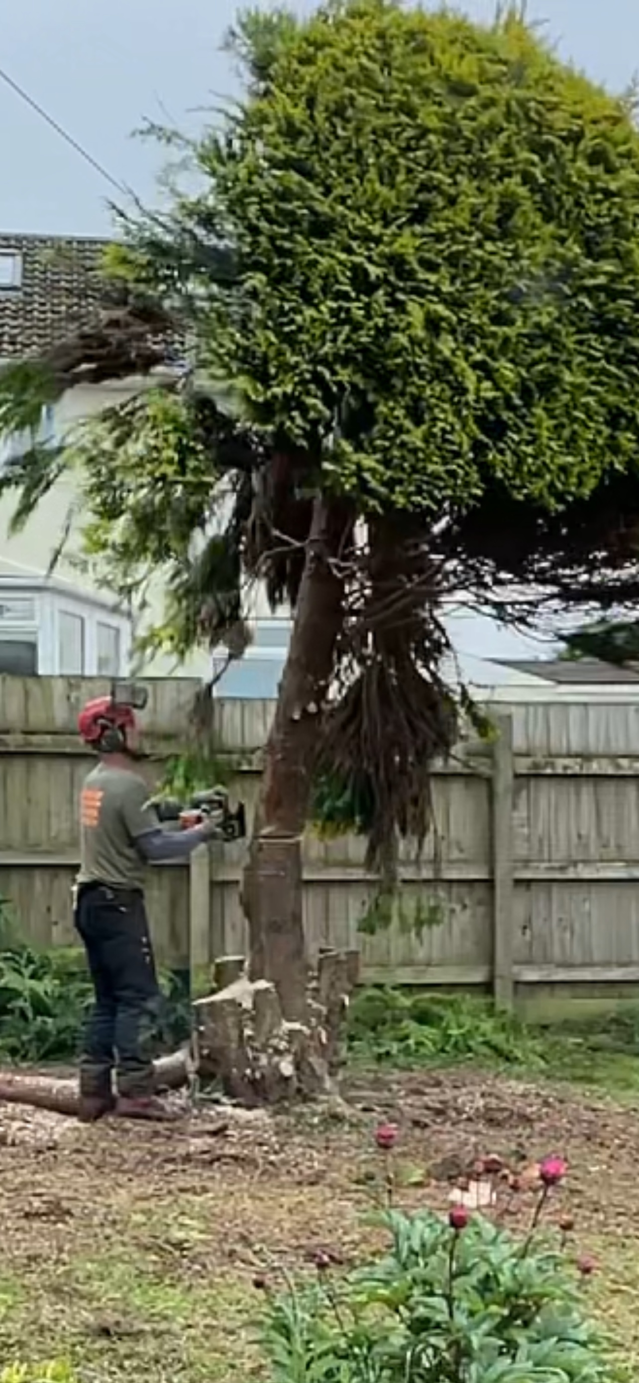 One of the team cutting down the trunk of a large conifer in a back garden