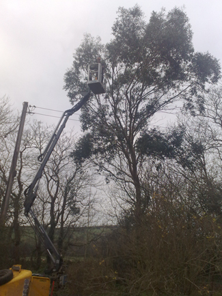 A eucalyptus beside a power line being worked from a raised platform