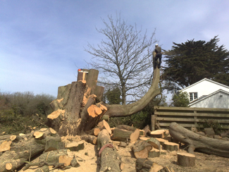A big trunk taken down in sections, with cut rounds stacked beside a garden fence