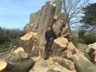 One of the team sitting among huge cut rounds of a felled trunk