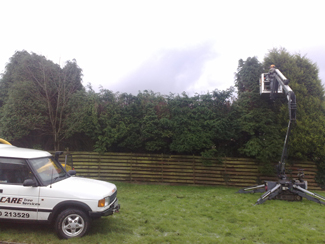 The branded Arborcare Land Rover and a raised platform beside a tall Leylandii hedge