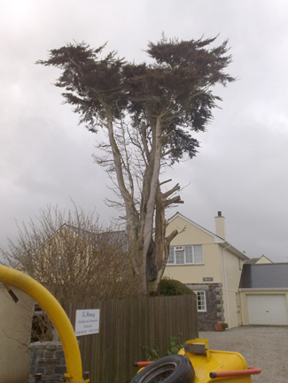 A tall cypress with bare lower stems, the chipper parked in front