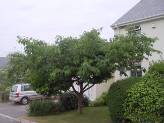 A small cherry tree reshaped in a front garden