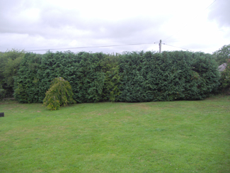 A long, neatly reduced Leylandii hedge along a lawn