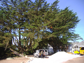 A group of large macrocarpa trees on a building site
