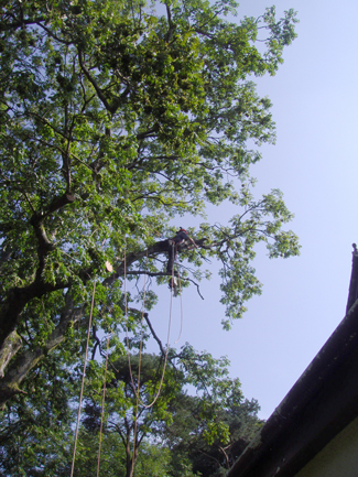 Looking up into a broadleaf crown above a roofline
