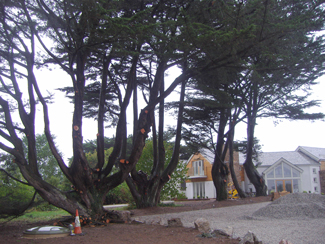 Crown-lifted macrocarpa trees in front of a house