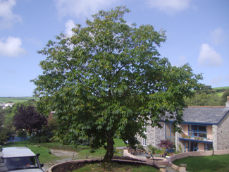 A broadleaf tree after reduction, standing beside houses