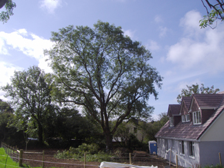 A large broadleaf tree beside a house