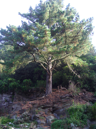 A pine with its lower limbs removed above a planted bank