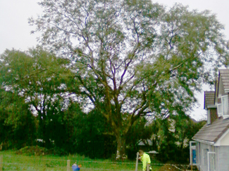 A large tree with one of the team in hi-vis working below